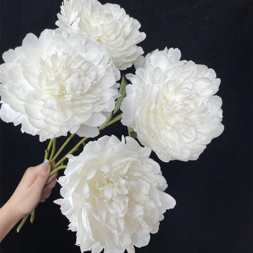精品杨妃出浴芍药5支 商品图3