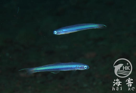 蓝灯管 商品图2