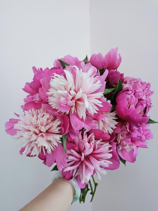 【奇花露霜芍药.稀有】5支/份  第二件减10元 商品图3