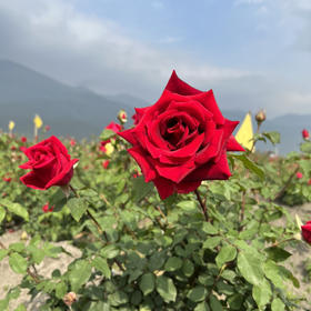 【大理墨红玫瑰花冠茶】24年头茬烘干精品/有机种植/花瓣厚 超有质感/花香浓郁/富含花青素及多种营养成分