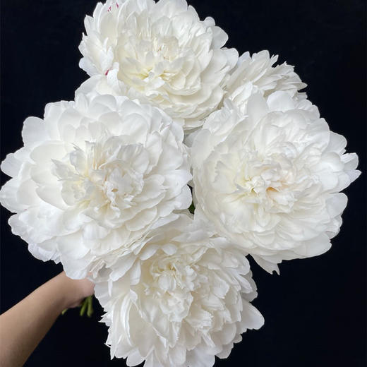 精品杨妃出浴芍药5支 商品图4