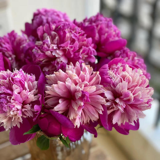 【奇花露霜芍药.稀有】5支/份  第二件减10元 商品图6