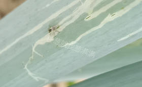 葱为什么会长黑虫子?葱叶上有小黑虫怎么办?