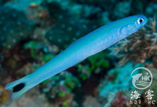 蓝灯管 商品图3