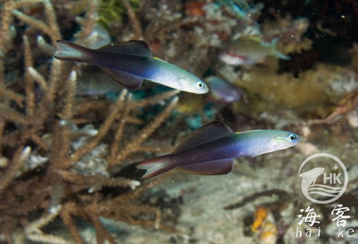 喷射机 商品图4