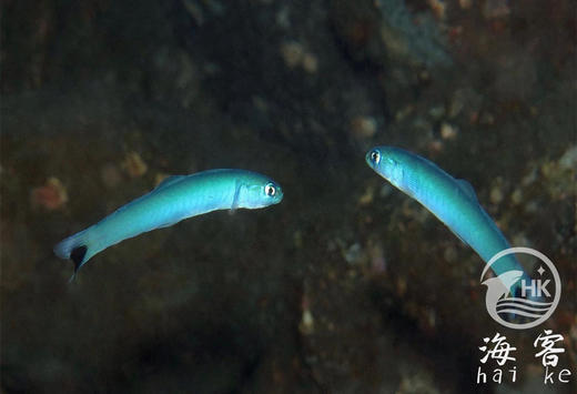 蓝灯管 商品图1