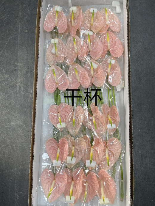 【绿光彩掌】干杯  香槟粉色 商品图6