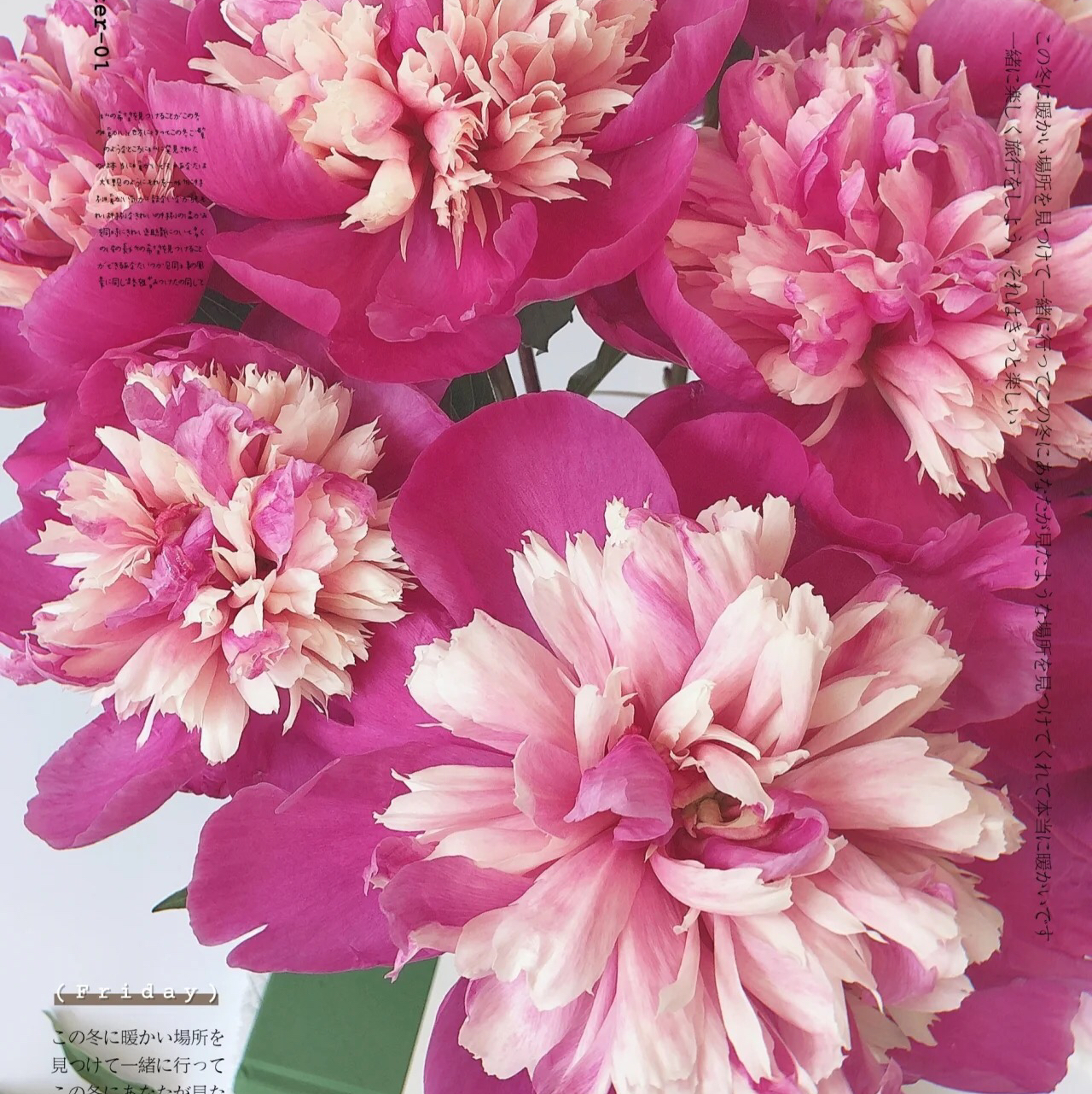 【奇花露霜芍药.稀有】5支/份  第二件减10元