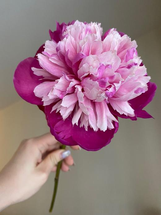 【奇花露霜芍药.稀有】5支/份  第二件减10元 商品图8