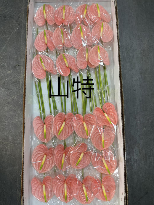 【绿光彩掌】山特 深粉 单枝 商品图2