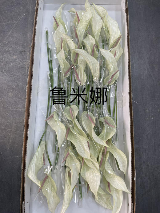 【绿光彩掌】鲁米娜 绿白掌 商品图10