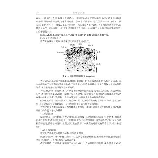 动物学实验/生物学理科基础人才培养基地教材/姜乃澄/卢建平/浙江大学出版社 商品图4