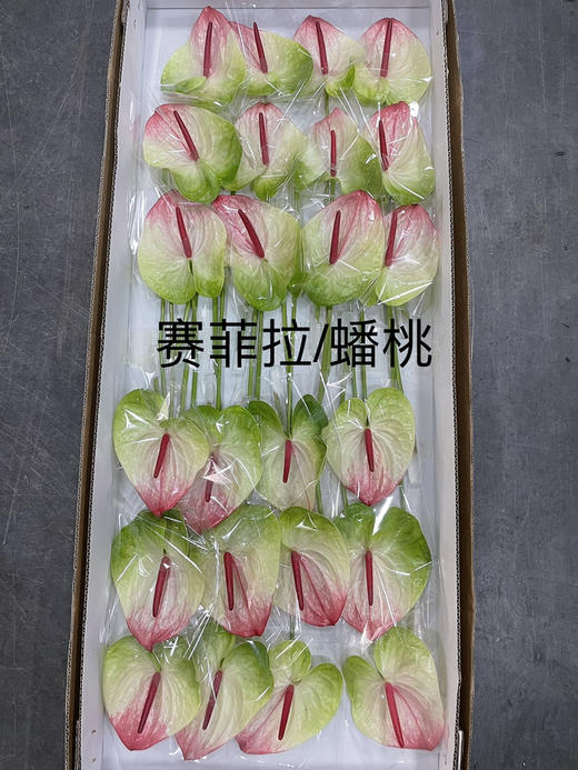 【绿光彩掌】蟠桃/赛菲拉  红间绿掌 商品图2