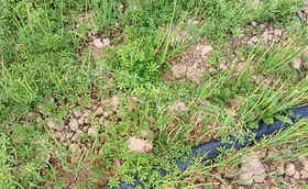 大葱苗床用什么除草剂?怎么用