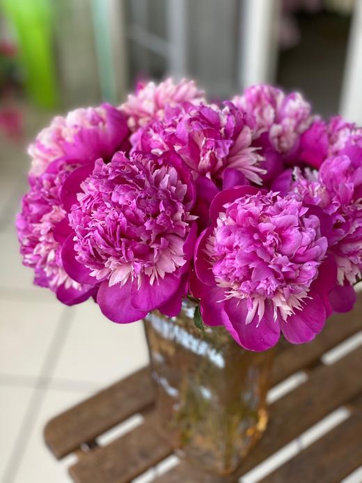 【奇花露霜芍药.稀有】5支/份  第二件减10元 商品图4