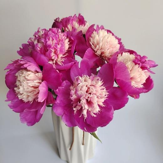 【奇花露霜芍药.稀有】5支/份  第二件减10元 商品图1