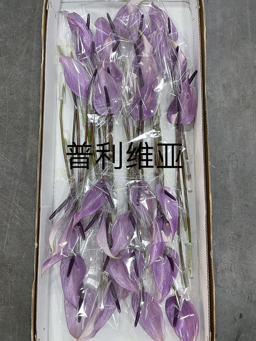 【绿光彩掌】普利维亚 浅紫掌 商品图7