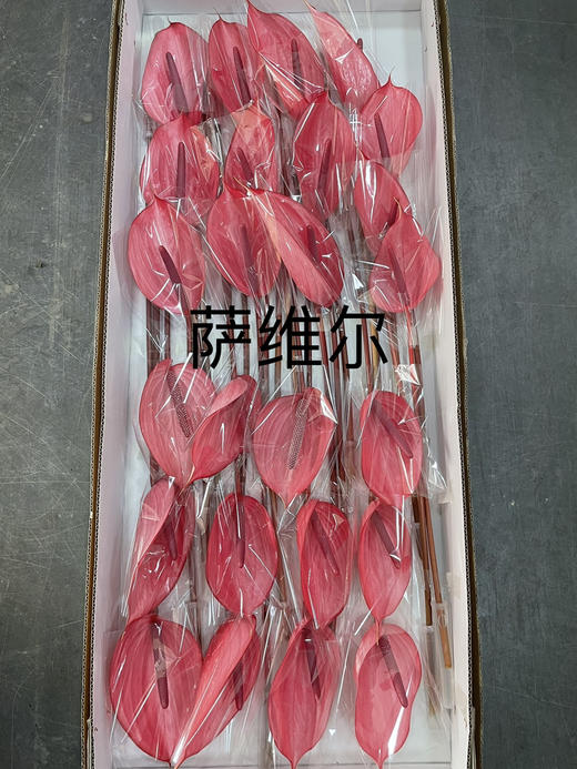 【绿光彩掌】萨维尔 深粉色掌 商品图4