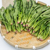 东升 宁夏菠菜苗 养生辅食 食材鹦鹉菜 供港蔬菜广州配送250g 商品缩略图2