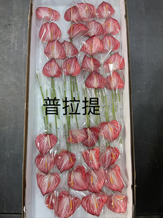 【绿光彩掌】普拉提   约30公分 商品图3