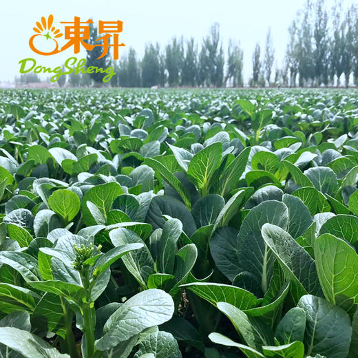 东升 宁夏菜心 新鲜时蔬火锅白灼 300g 商品图4