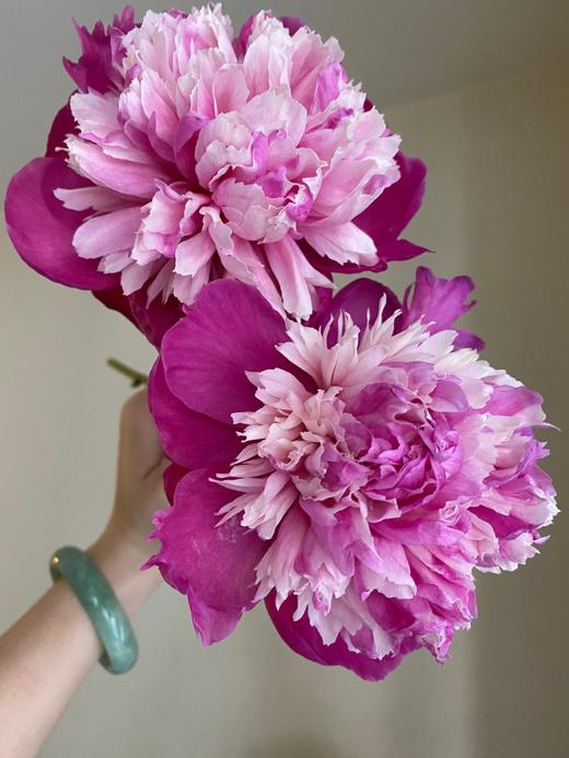 【奇花露霜芍药.稀有】5支/份  第二件减10元 商品图10