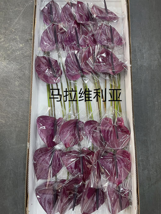 【绿光彩掌】马拉维利亚  圆型深紫掌 商品图4