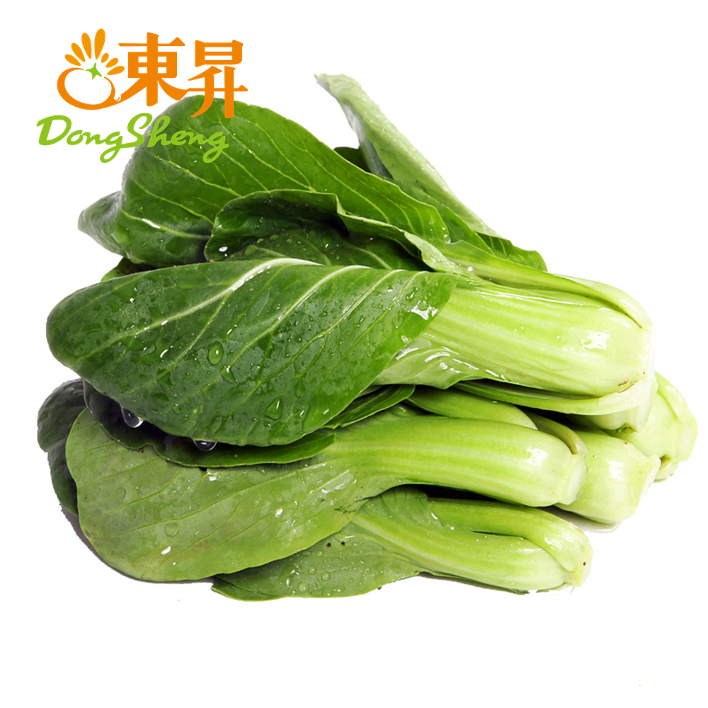 东升 供港上海青苗 新鲜爽口 菜味浓郁 250g