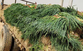 大葱移栽应该如何挑选葱苗