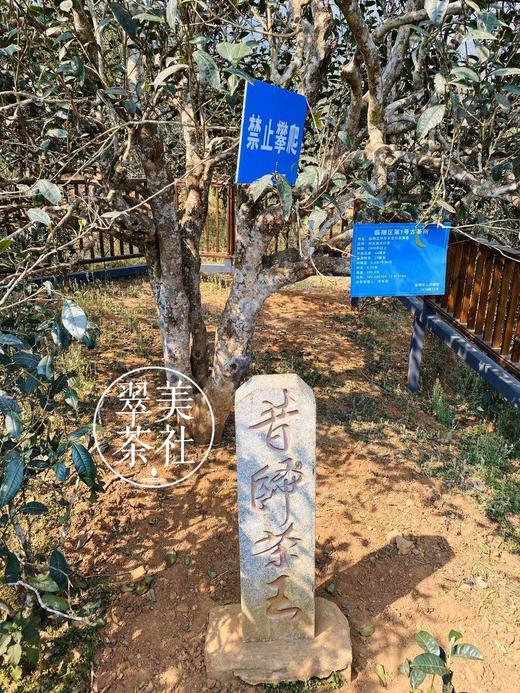 2022【一品兰香·昔归古树】低海拔口感奇迹~ 商品图7
