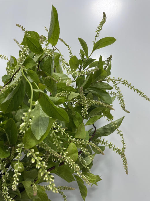 【清新淡雅】鼠刺   若干枝/扎 商品图7