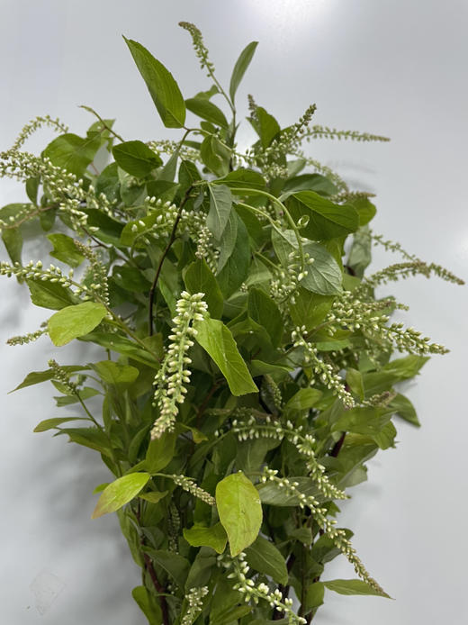 【清新淡雅】鼠刺   若干枝/扎 商品图6