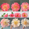 芍药.落日珊瑚 商品缩略图0