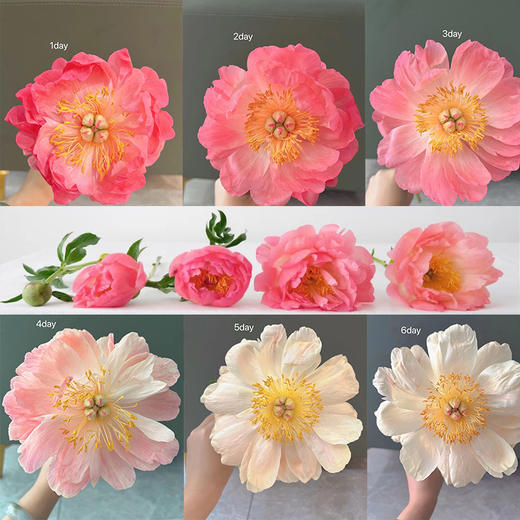 芍药.落日珊瑚 商品图0