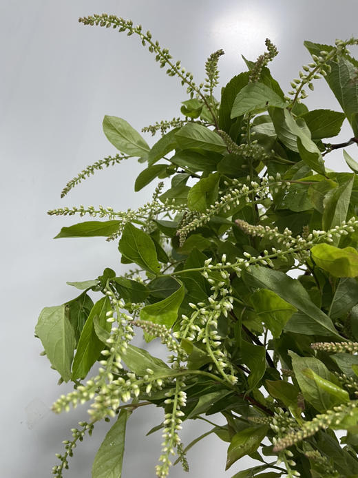 【清新淡雅】鼠刺   若干枝/扎 商品图8