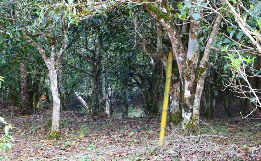 大兴古树普洱--生普-2013年 商品图6