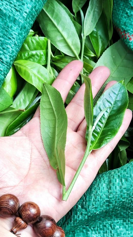 2022【一品兰香·昔归古树】低海拔口感奇迹~ 商品图6