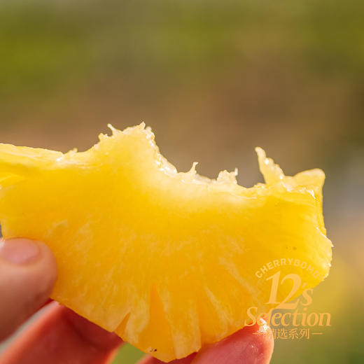 海南金钻凤梨 高甜微酸 多汁细腻 中通韵达快递  京东快递 商品图2