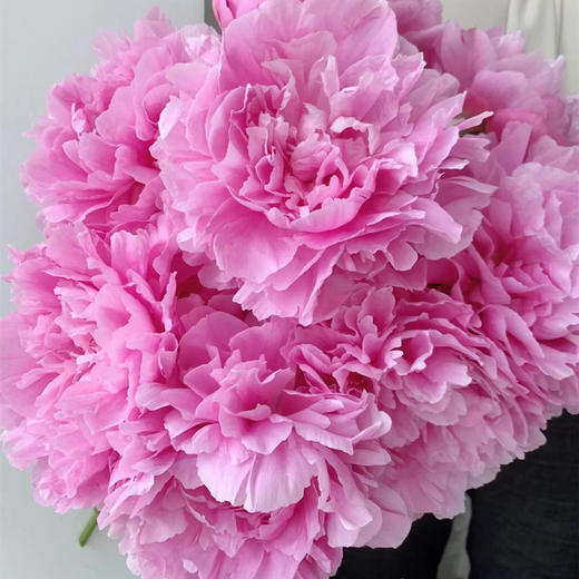 A级晴雯芍药花热卖 商品图7