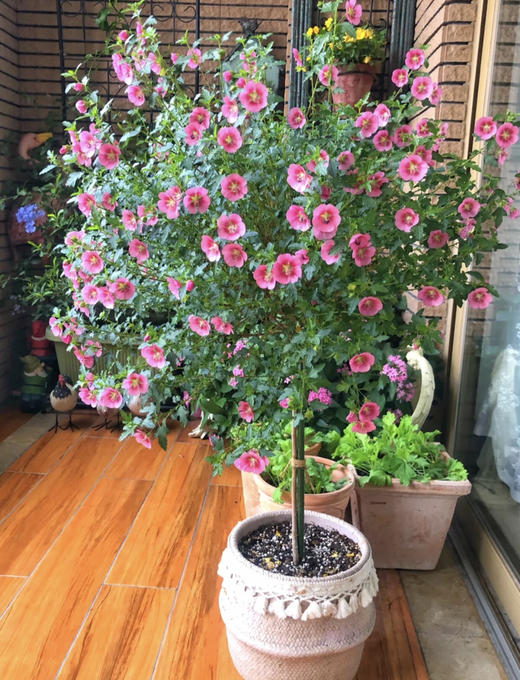 【绿植现货】1加仑棒棒糖小木槿80（现货，下单即可到店自提） 商品图1