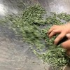 2026正宗信阳毛尖新茶 芽头 商品缩略图3