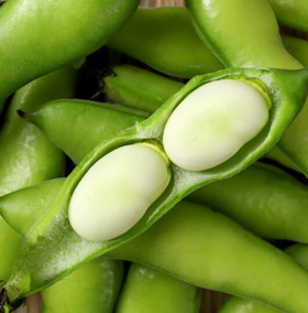 农家现摘带壳蚕豆 500g±50g 【BC】【DN】