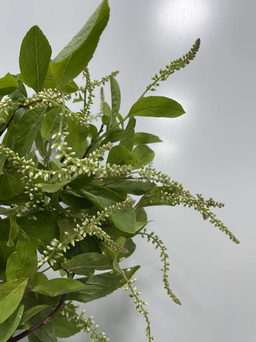 【清新淡雅】鼠刺   若干枝/扎 商品图9