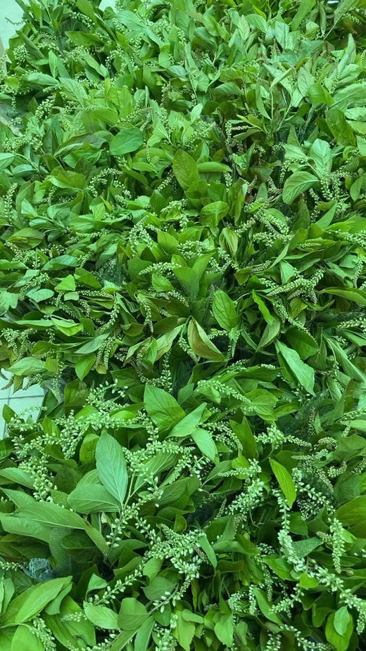 【清新淡雅】鼠刺   若干枝/扎 商品图10