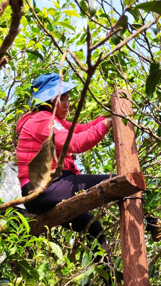 2022【一品兰香·昔归古树】低海拔口感奇迹~ 商品图3