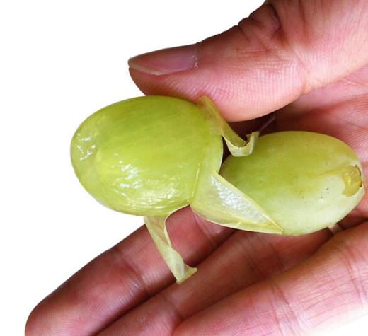 牛奶青提 500g±50g 【BC】【DN】 商品图1