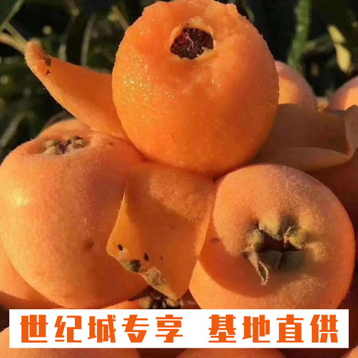 【GY】荔波有机枇杷 5斤装 商品图1