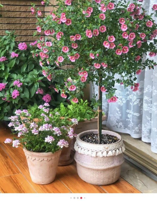 【绿植现货】1加仑棒棒糖小木槿80（现货，下单即可到店自提） 商品图3