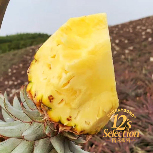 海南金钻凤梨 高甜微酸 多汁细腻 中通韵达快递  京东快递 商品图12