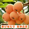 【GY】荔波有机枇杷 5斤装 商品缩略图0